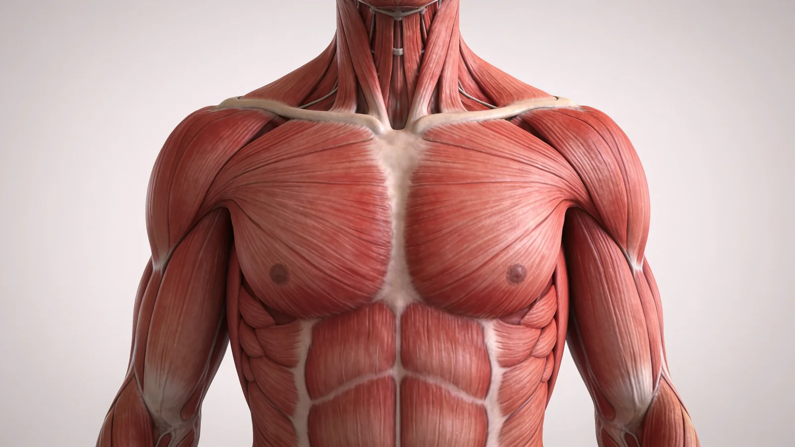 3D anatomical render of male torso skeletal muscles—chest, shoulders, arms and abdominals—shown without skin