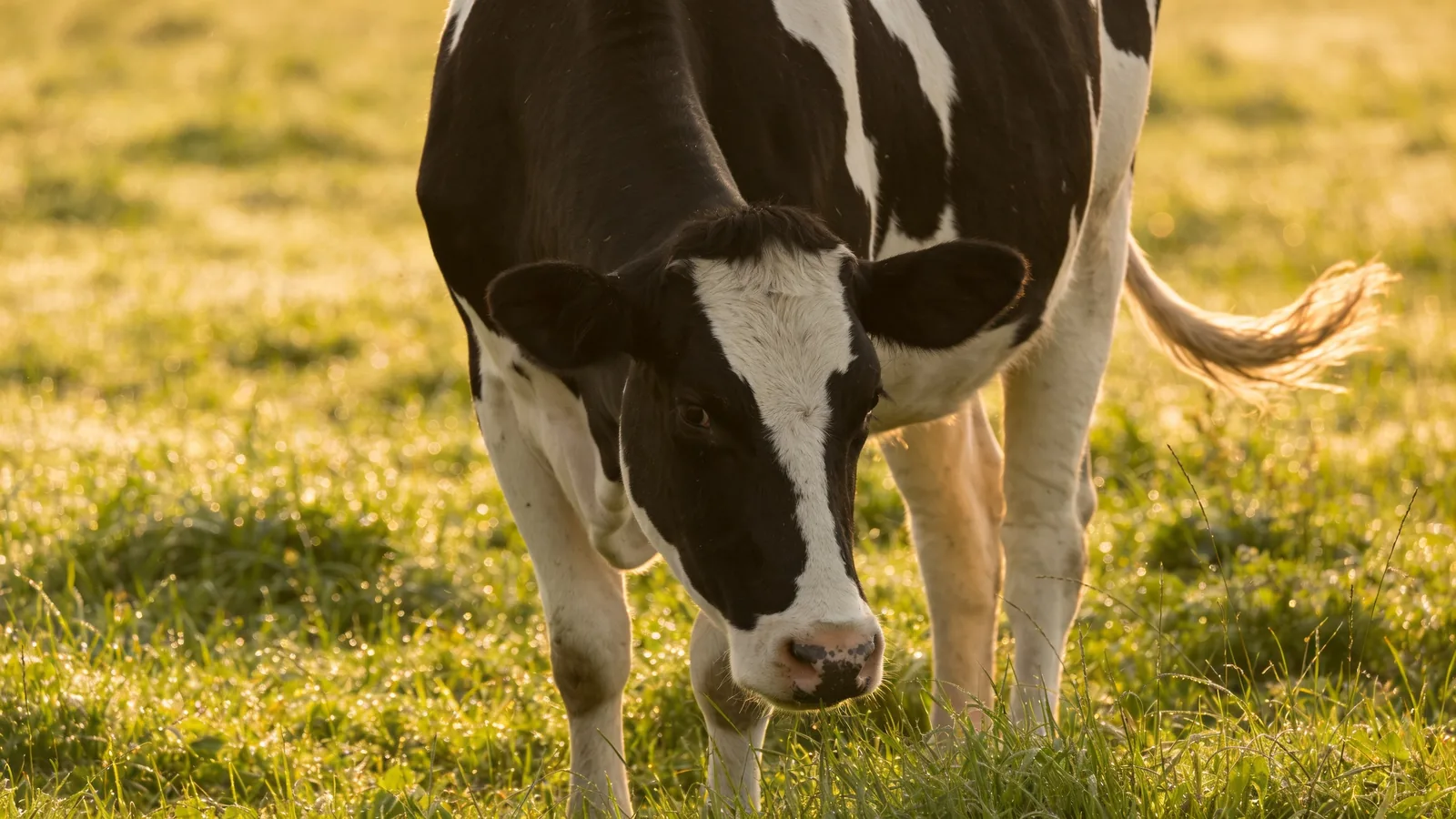 Black-and-white dairy cow grazing in a sunlit pasture, source of milk-based whey and casein protein